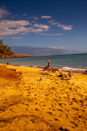 Treibgut am Strand auf Maui