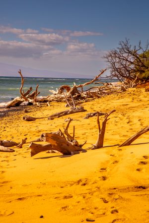 Treibgut am Strand auf Maui