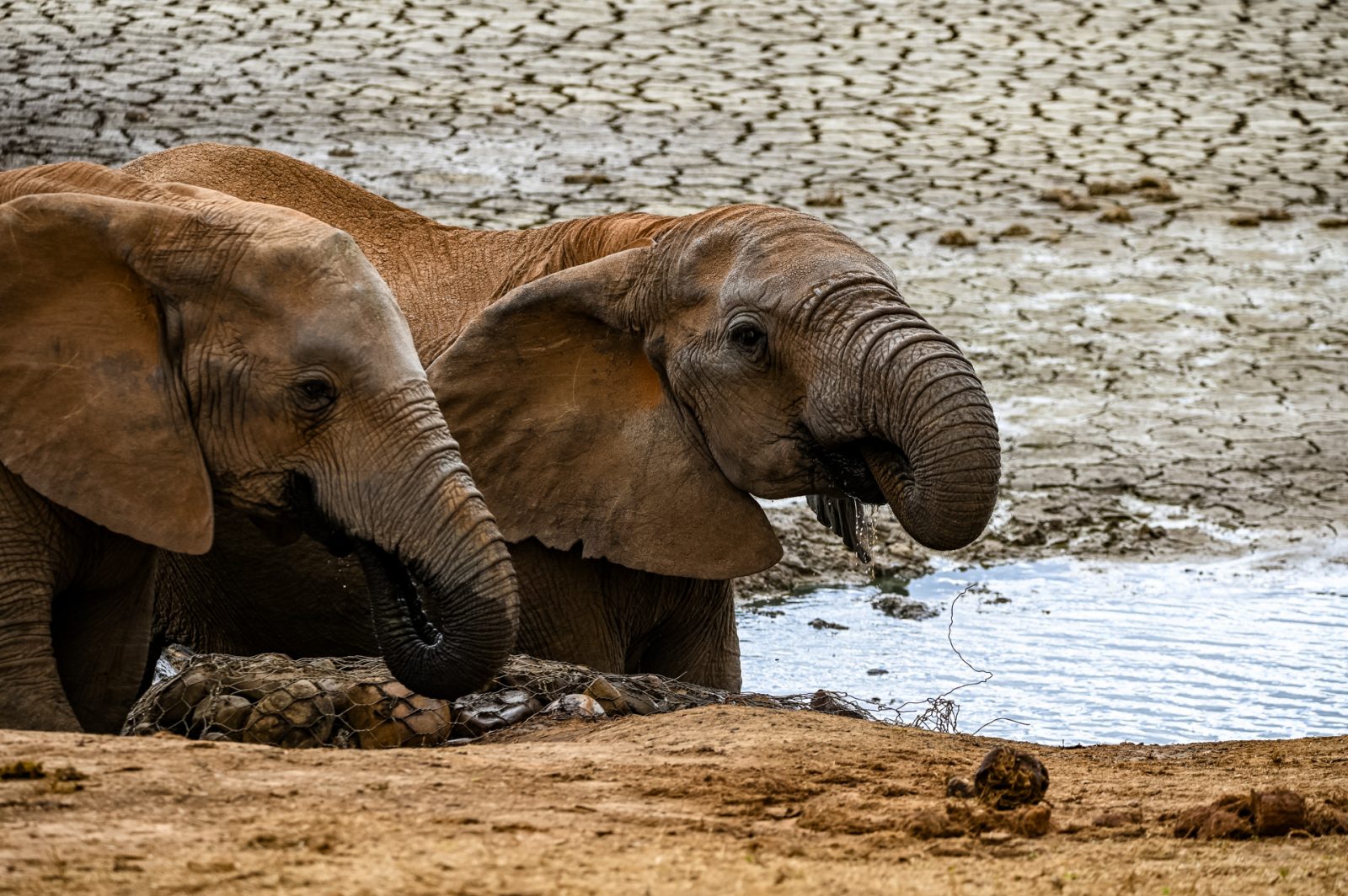 Elephanten im Addo Elephant Nationalpark