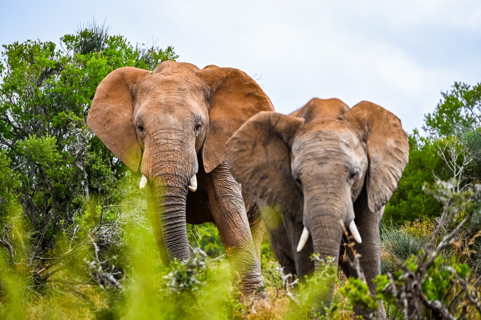 Elephanten im Addo Elephant Nationalpark