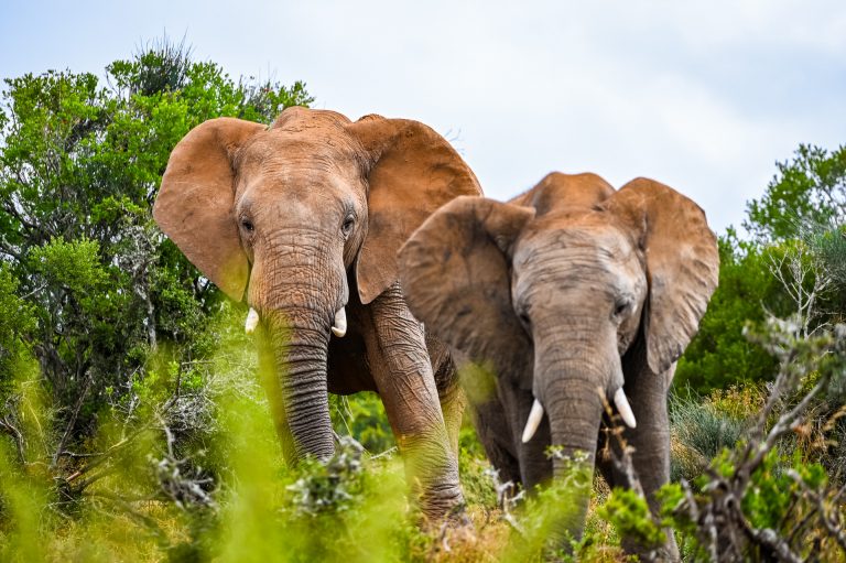 Elephanten im Addo Elephant Nationalpark
