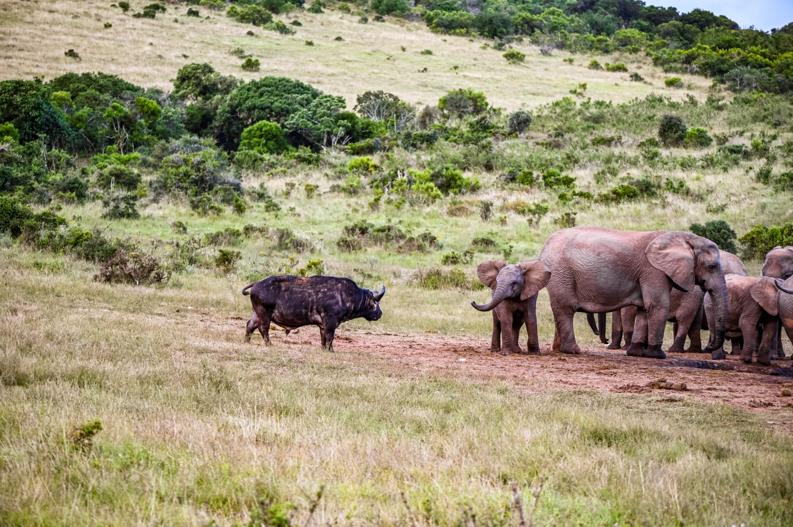 Wasserbüffel und Elephanten im Addo Elephant Nationalpark