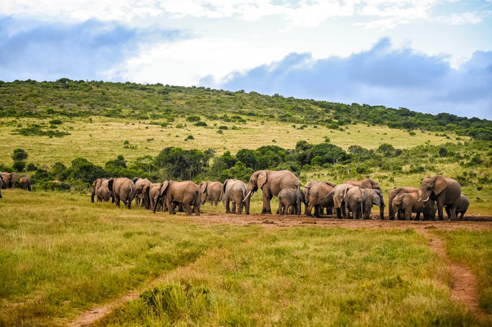 Elephantenherde im Addo Elephant Nationalpark