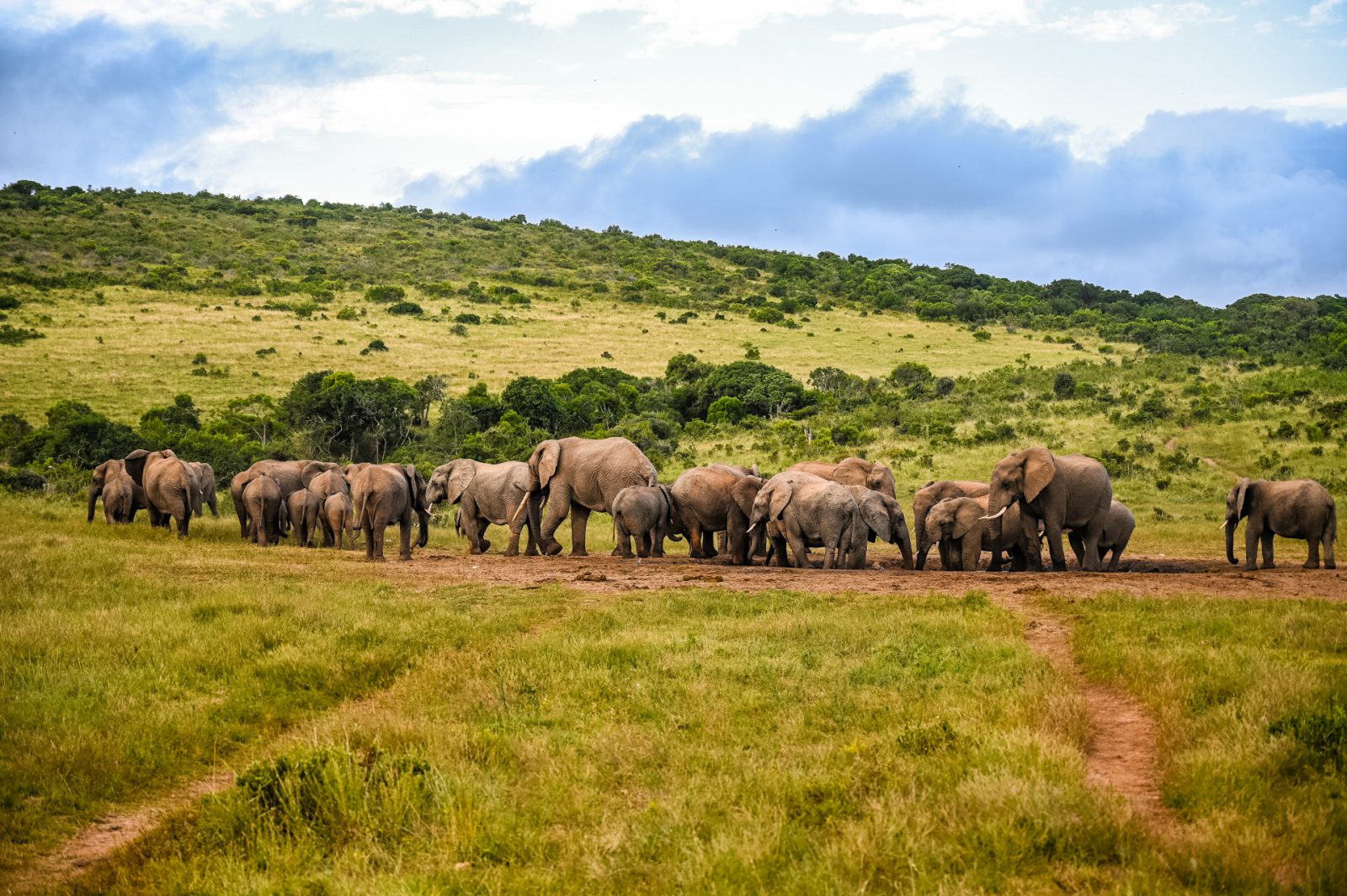 Addo Elephant National Park