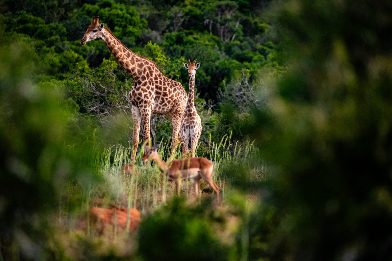 Giraffen im Kariega Game Reserve