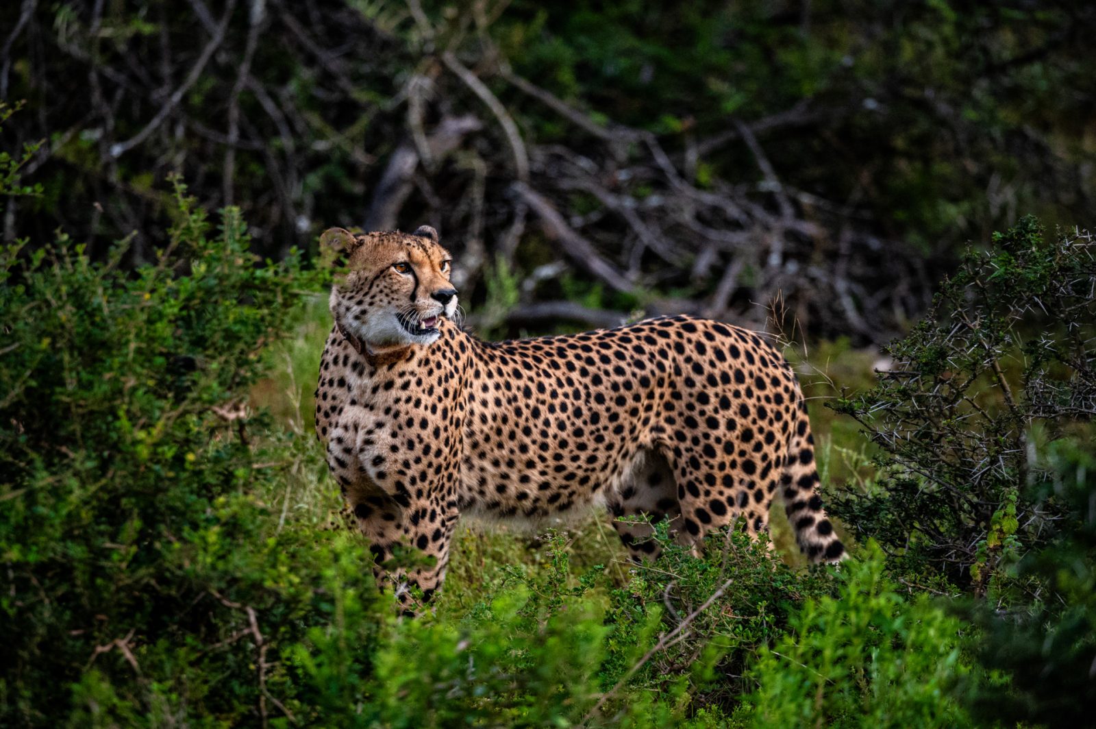 Gepard im Kariega Game Reserve